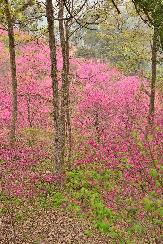 http://i.dcview.tw/gallery/201202/ff532f4b93fa6bb1f5d75b5d614fe266.jpg