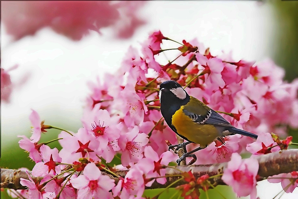 http://i.dcview.tw/gallery/201203/0d7d36249dda0e63f8a0a4f077c54366.jpg