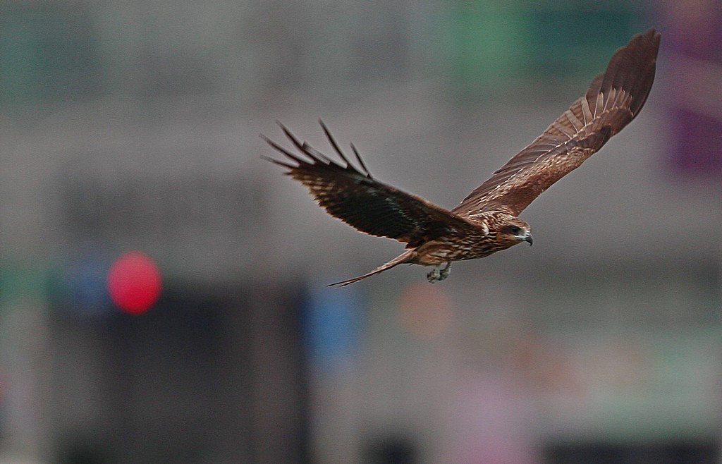http://i.dcview.tw/gallery/201203/0dad22d30118431e582bec1e2213db30.jpg