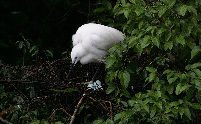 http://i.dcview.tw/gallery/201203/103d3a564b0f80b7f6de2505e3b540ee.jpg