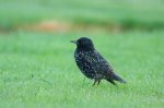 椋鳥有[量]~十六種~