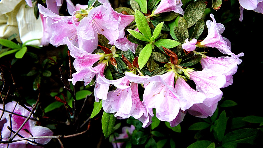http://i.dcview.tw/gallery/201203/14e30eacfc0ee4540387328b60435ff9.jpg