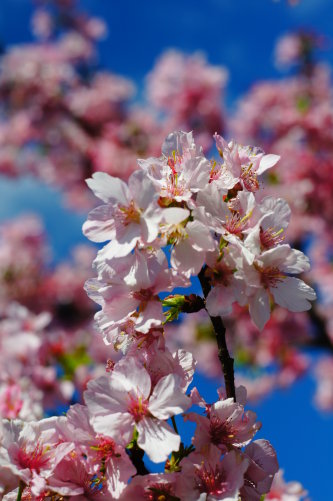 http://i.dcview.tw/gallery/201203/165adbd3d6a2bd4cfb8fa750543a9551.jpg