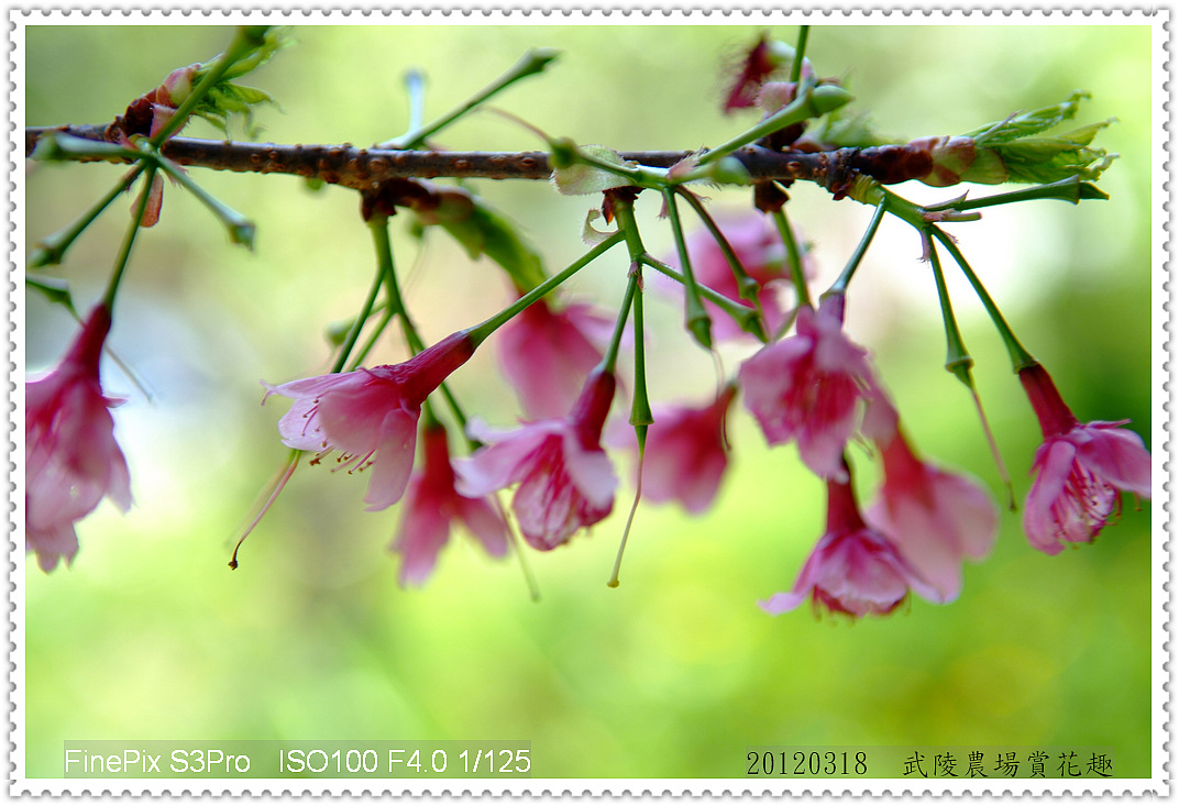 http://i.dcview.tw/gallery/201203/17986770a31e0ba0dcc106914d56ea6b.jpg