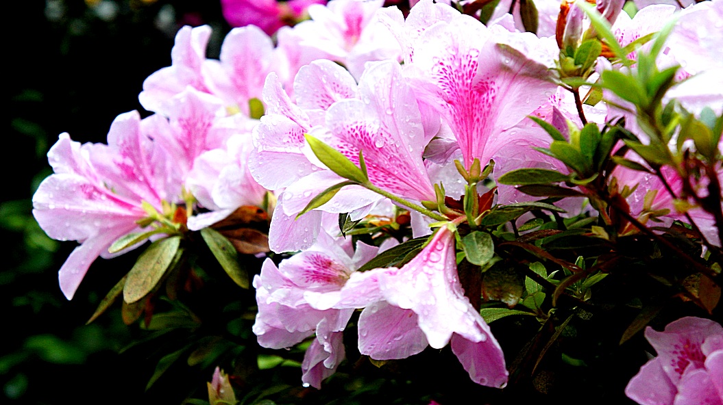 http://i.dcview.tw/gallery/201203/18956b0d624fa678da301856aaaeed86.jpg