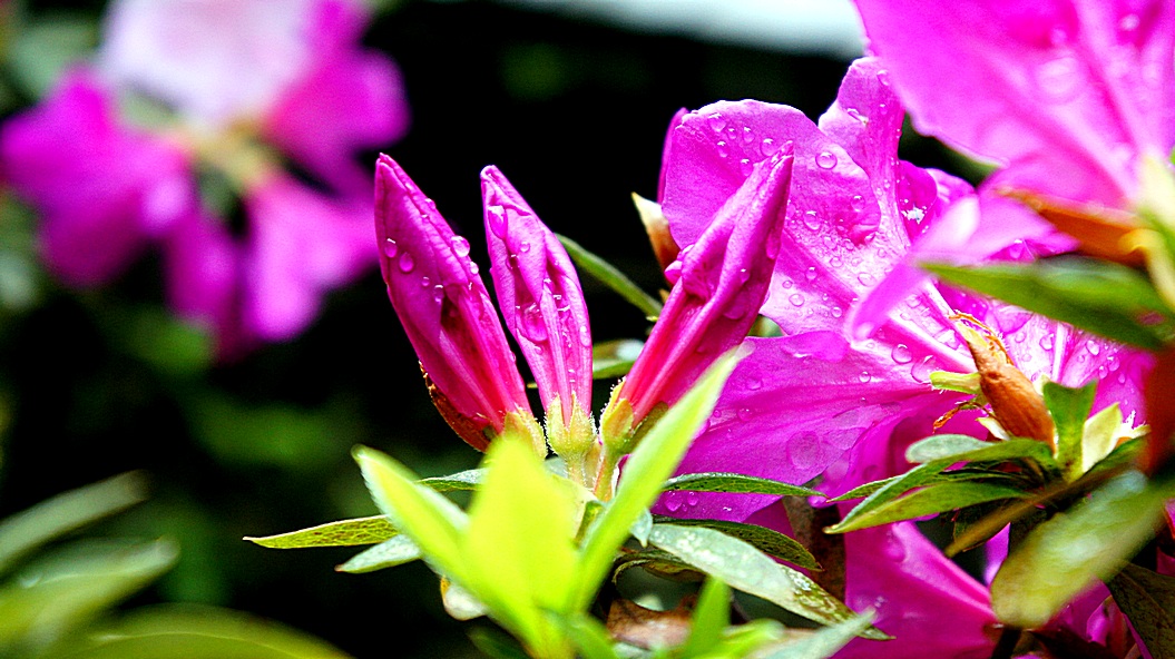 http://i.dcview.tw/gallery/201203/1b00b21c6ad5149b1e134777793fc646.jpg