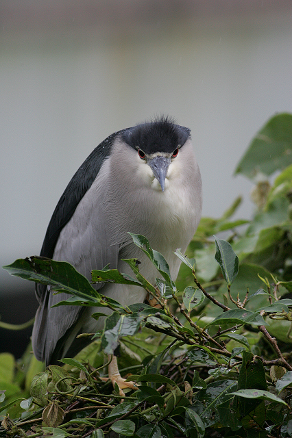http://i.dcview.tw/gallery/201203/2041e2779f0a07134fdaf1c9ff4ad5d8.jpg