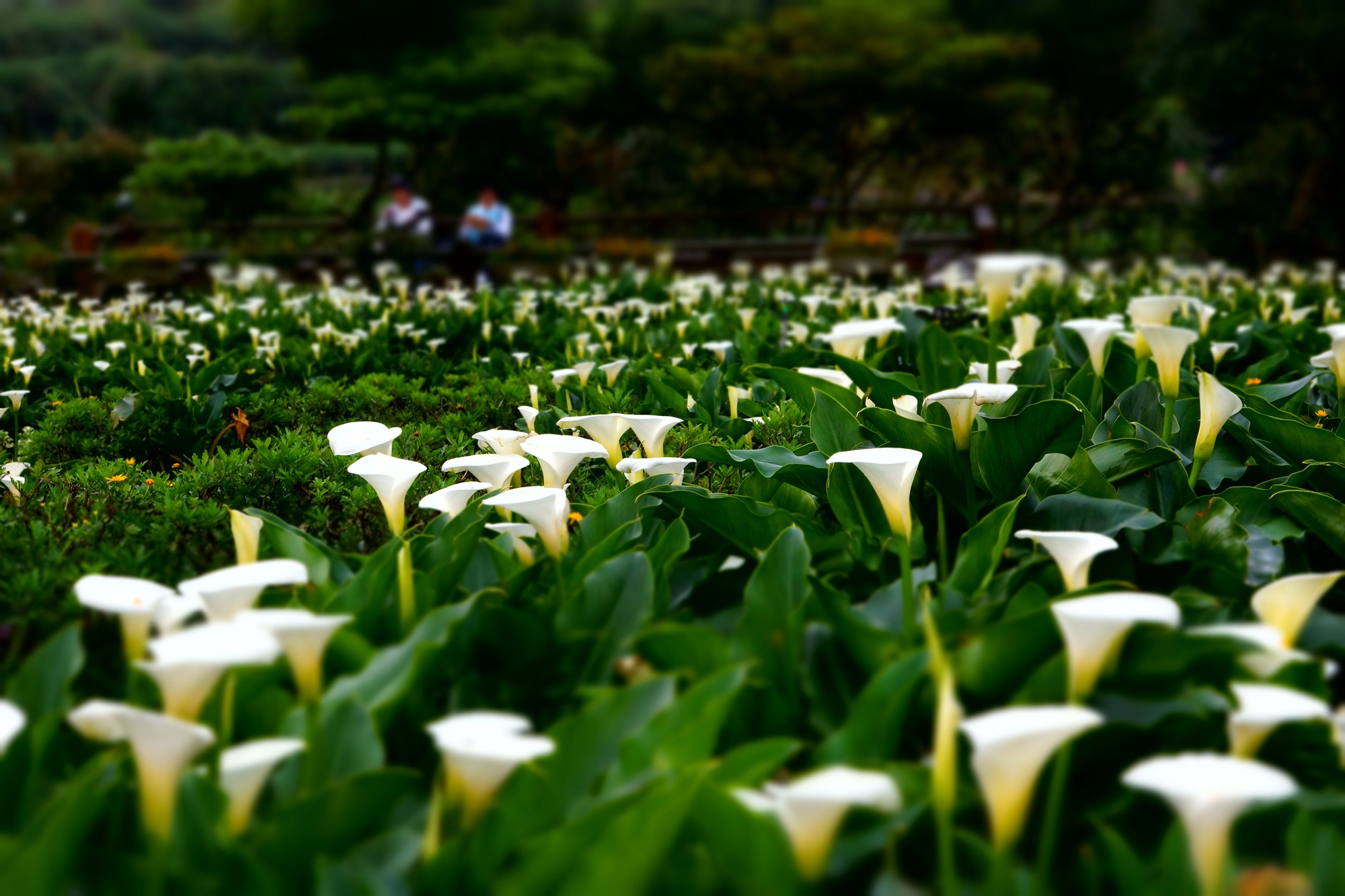 http://i.dcview.tw/gallery/201203/2576d8f36b3ecfa5d339d17a800c7e0c.jpg