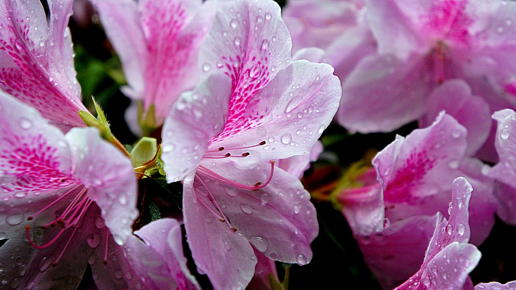 http://i.dcview.tw/gallery/201203/2a21016d2994a3f85fbac6d3d5d939a0.jpg