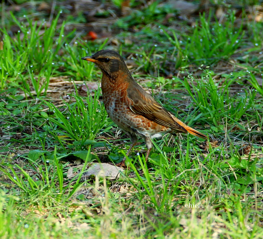 http://i.dcview.tw/gallery/201203/2e4973082f9f5bdf48c2032686bd13f6.jpg