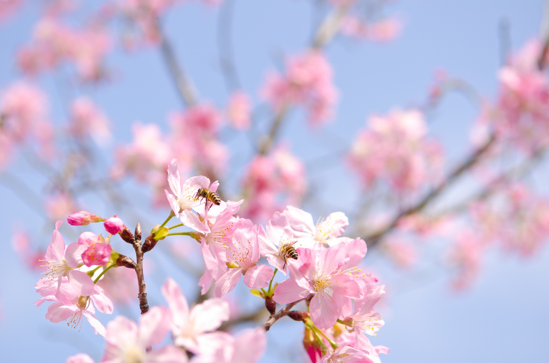 http://i.dcview.tw/gallery/201203/2f32baf7c91948ce3d86a924e61e2a0e.jpg
