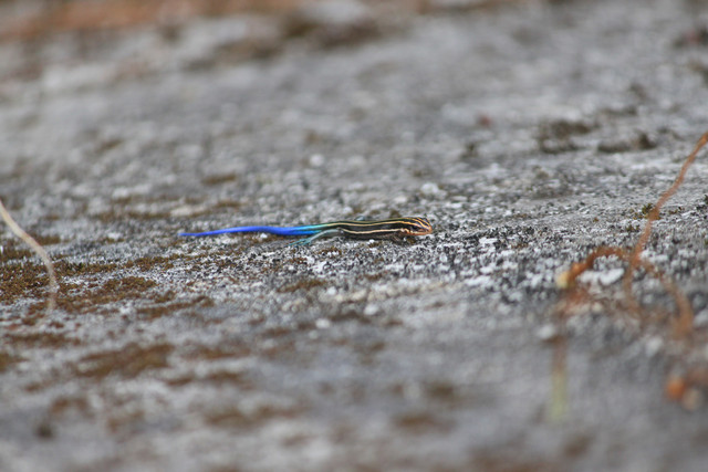 http://i.dcview.tw/gallery/201203/30c92c728ed09b2d8853ffd87fb66daa.jpg