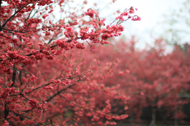 http://i.dcview.tw/gallery/201203/3463202378d0989270ce731cdd30a554.jpg