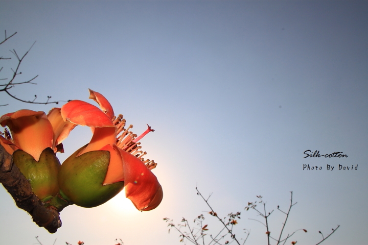 http://i.dcview.tw/gallery/201203/35367a298db551d2756f06604702d876.jpg