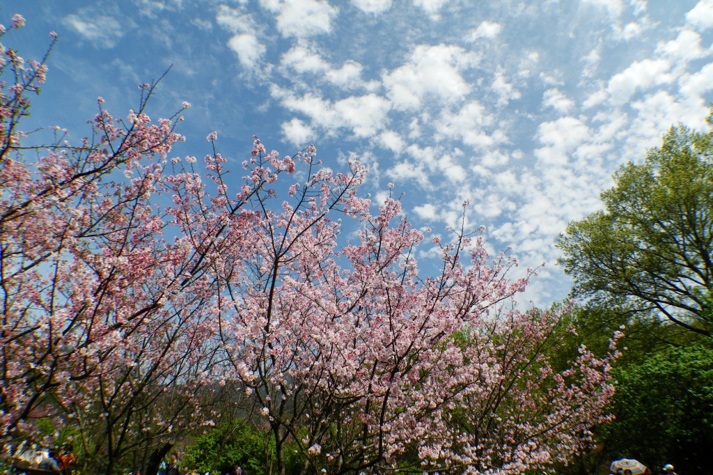 http://i.dcview.tw/gallery/201203/39bed1a630aacc43e9d2dc80f0c8c8cb.jpg