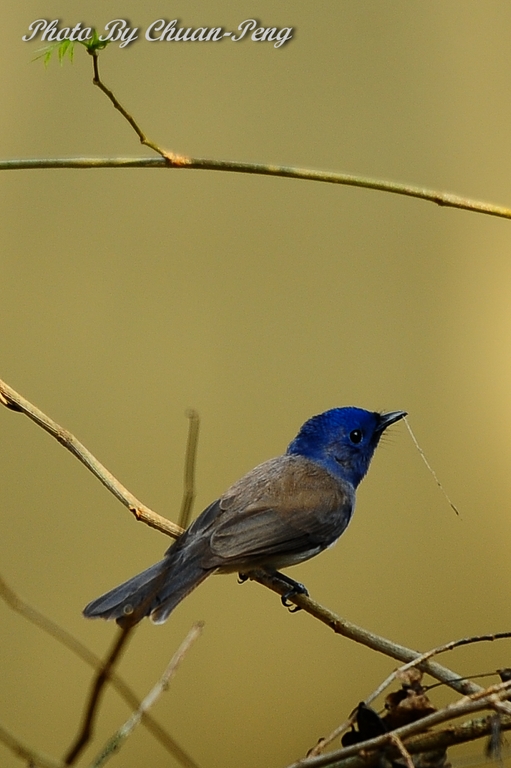 http://i.dcview.tw/gallery/201203/39d0594abf82eef2feee9e51033f82bf.jpg