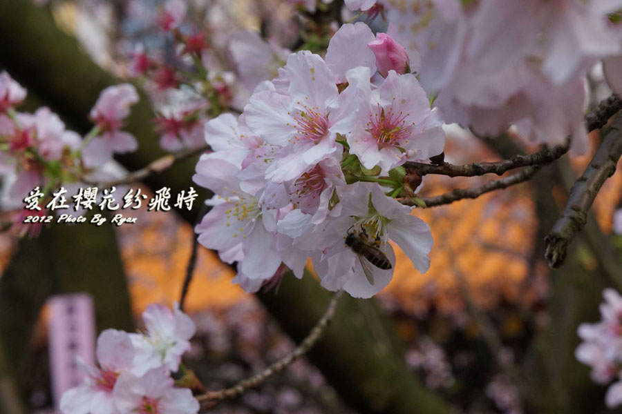 http://i.dcview.tw/gallery/201203/42a2189d2c0ce782eef5d651d372488f.jpg