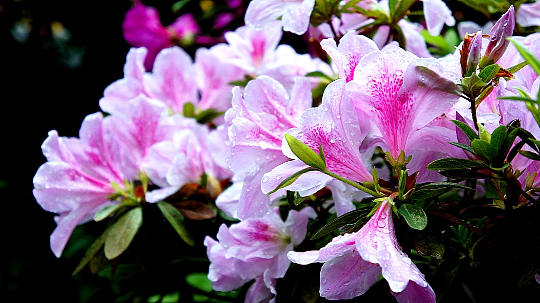 http://i.dcview.tw/gallery/201203/443030ce4d1ad0a55f97e370ca4e2452.jpg