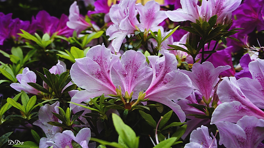 http://i.dcview.tw/gallery/201203/447f6358462c0ea7ac629036ec82cb79.jpg
