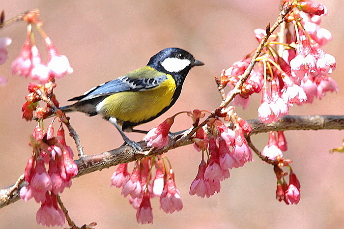 http://i.dcview.tw/gallery/201203/44f47d3282edf5e6332de9e28397d274.jpg