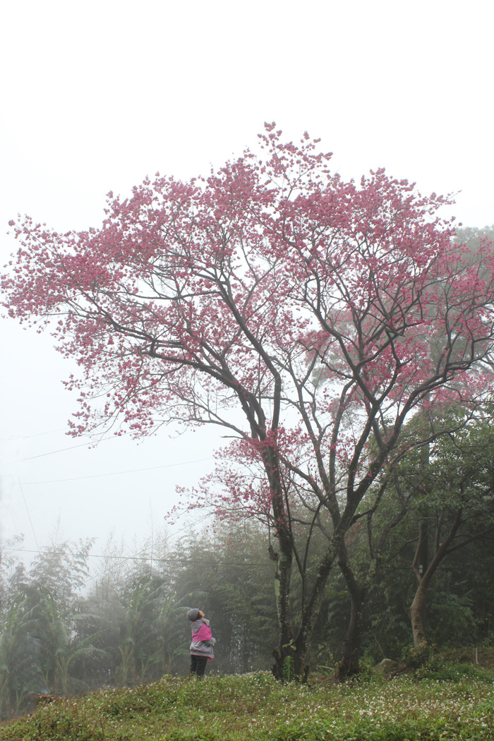 http://i.dcview.tw/gallery/201203/47a8d231a794ee200c3bd032242cf35e.jpg