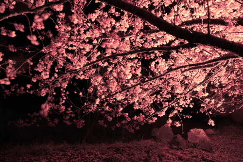 http://i.dcview.tw/gallery/201203/4898f831f78a39fee1179a81edbfb125.jpg
