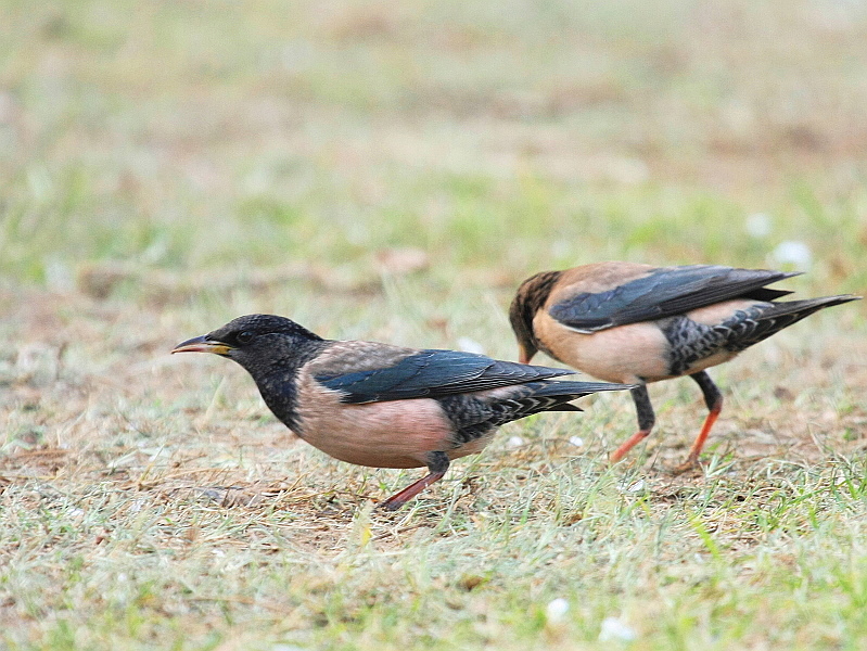 http://i.dcview.tw/gallery/201203/48ed83bd4025f33f3130b2f419df4e68.jpg