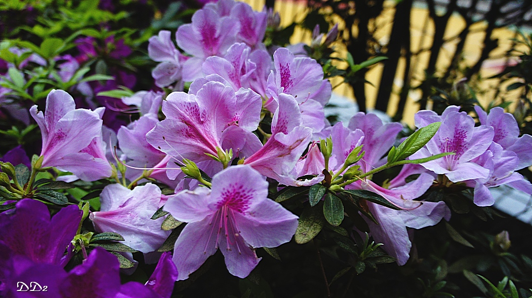 http://i.dcview.tw/gallery/201203/4907af6887bdba3ec562be26cff7894f.jpg
