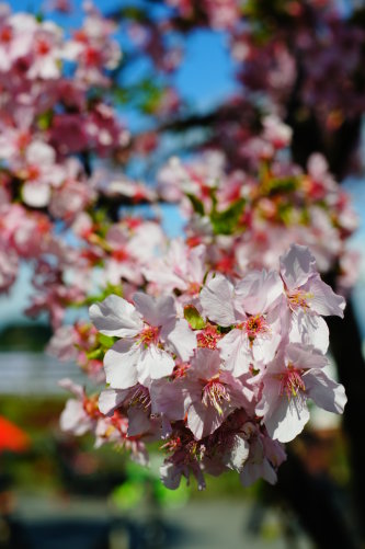 http://i.dcview.tw/gallery/201203/4b1c8e898ba9250b8f7dfa2aff6666d9.jpg