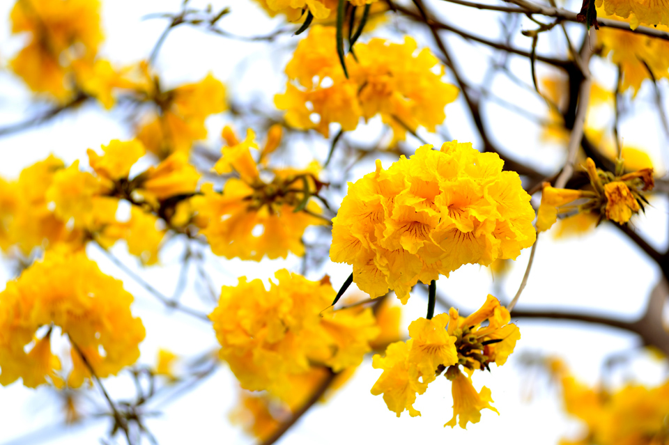 http://i.dcview.tw/gallery/201203/4d5280e9064721d8a0701e742b6d65c4.jpg