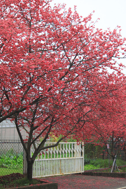 http://i.dcview.tw/gallery/201203/511d3080c71924def4cd379afde4d915.jpg
