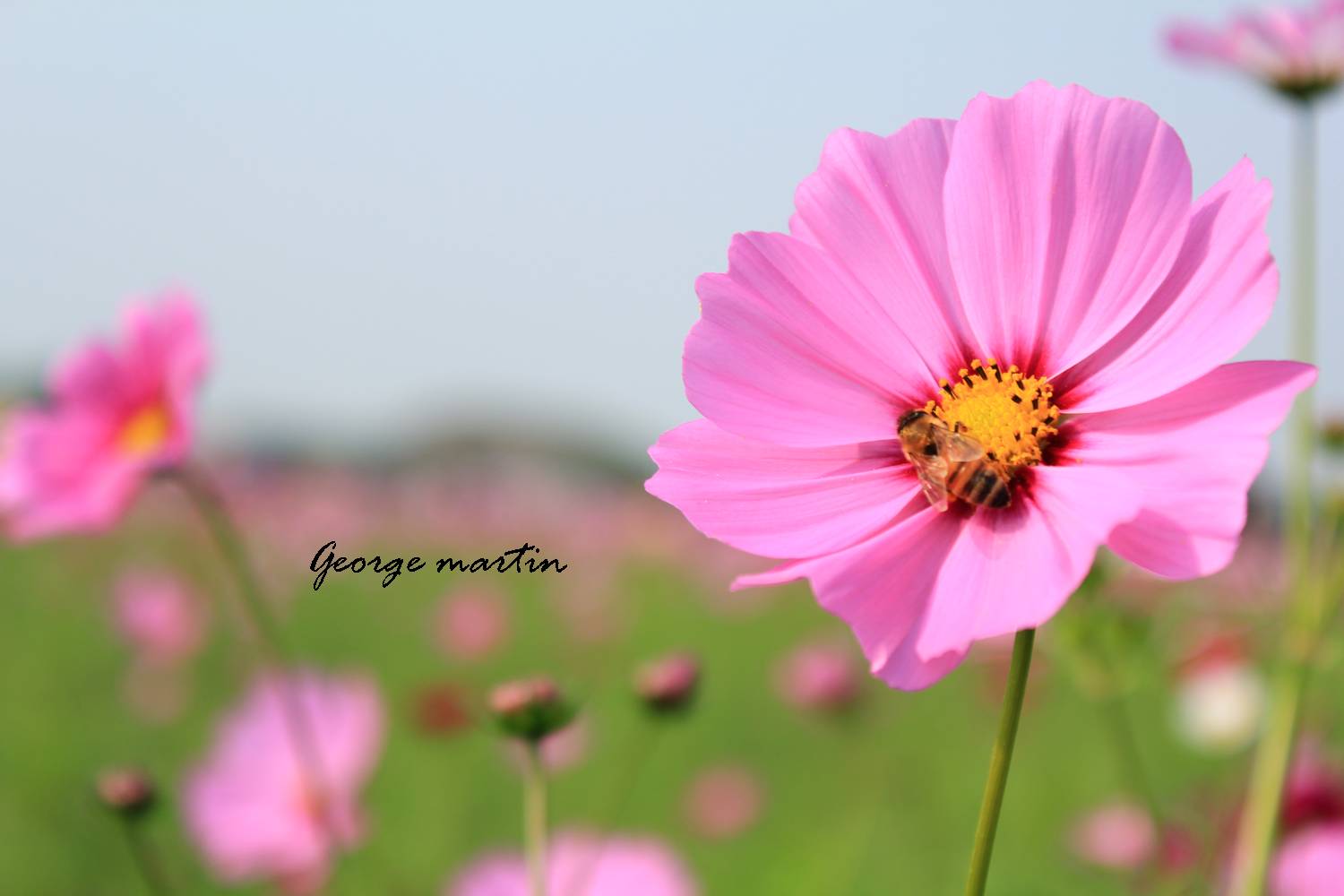 mainImg