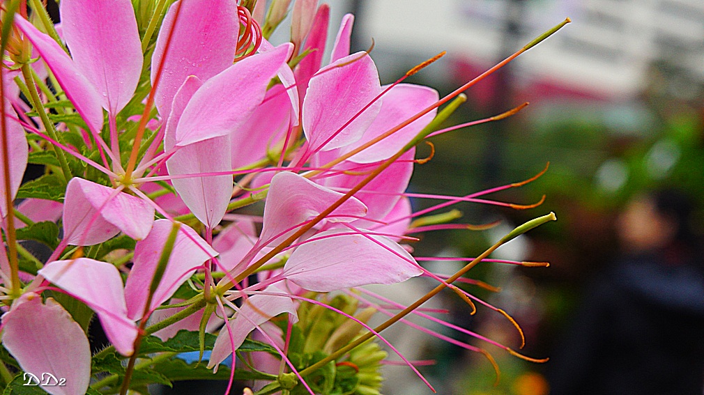 http://i.dcview.tw/gallery/201203/572f8d2f6480826b86032c3d7c746534.jpg