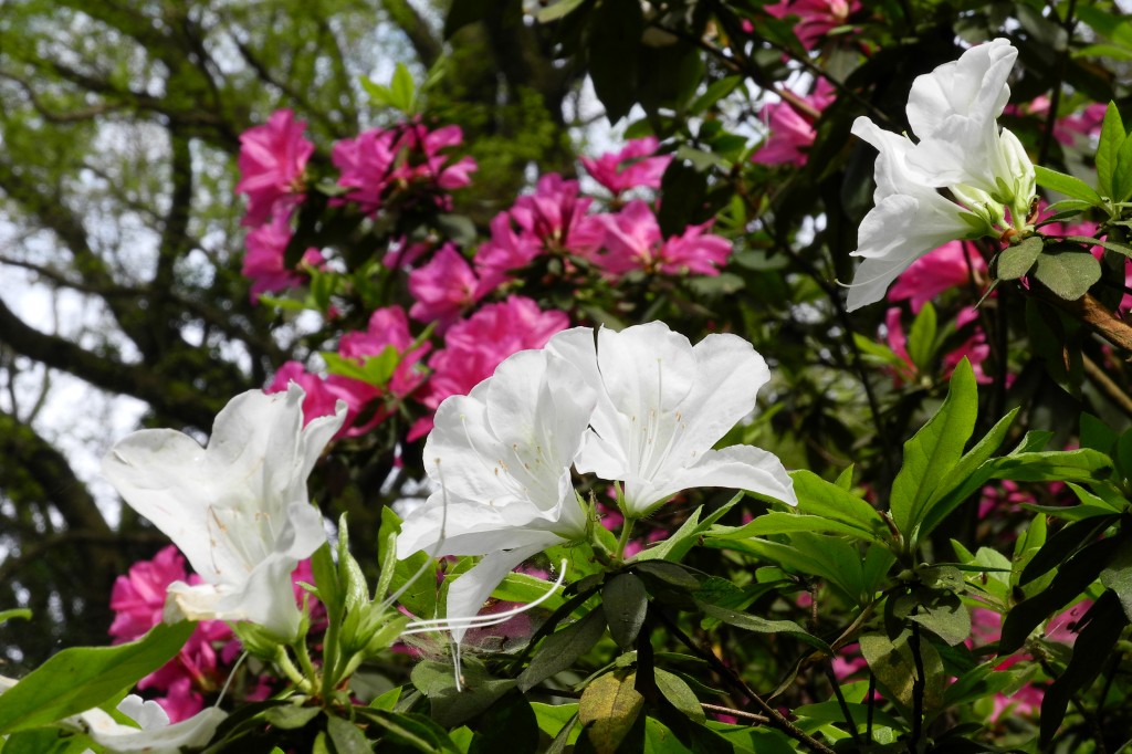 http://i.dcview.tw/gallery/201203/623cc2f0f38dcef16e92cf09d5c33238.jpg
