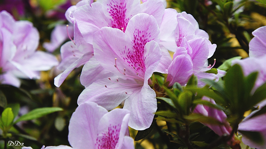 http://i.dcview.tw/gallery/201203/673d16ea8465aeb78f6a1d0df4c23ec0.jpg