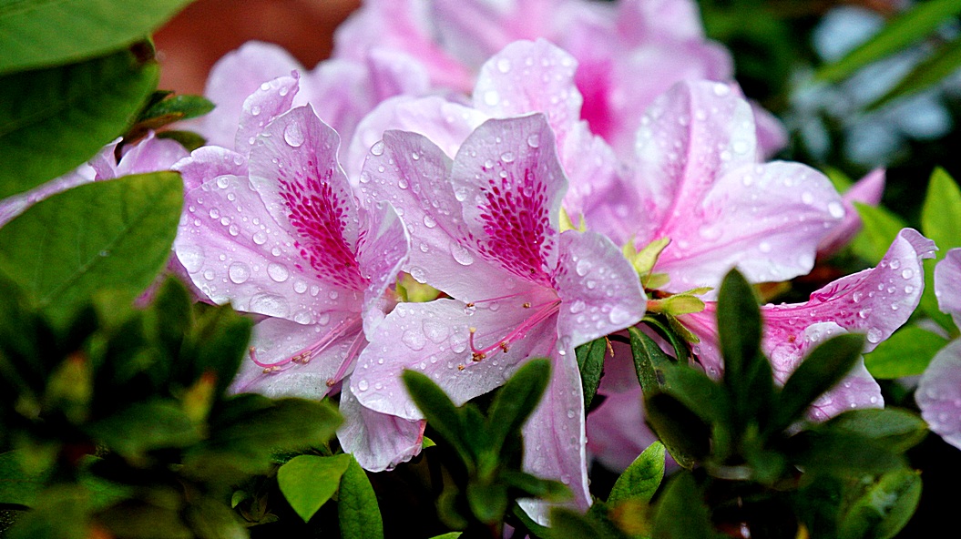 http://i.dcview.tw/gallery/201203/6c6db0aa73f6be99ab3900d6c74f7472.jpg
