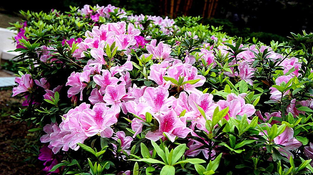 http://i.dcview.tw/gallery/201203/74640dbfe41481ebfb3daf24390ad50c.jpg