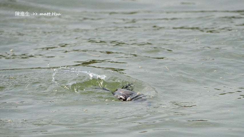 http://i.dcview.tw/gallery/201203/7562a72472dd5f946773990ccf218005.jpg
