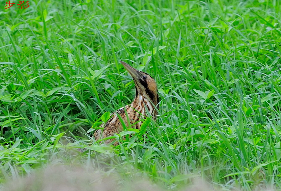 http://i.dcview.tw/gallery/201203/75b6501b0fa7fe91fd83f340167dc393.jpg