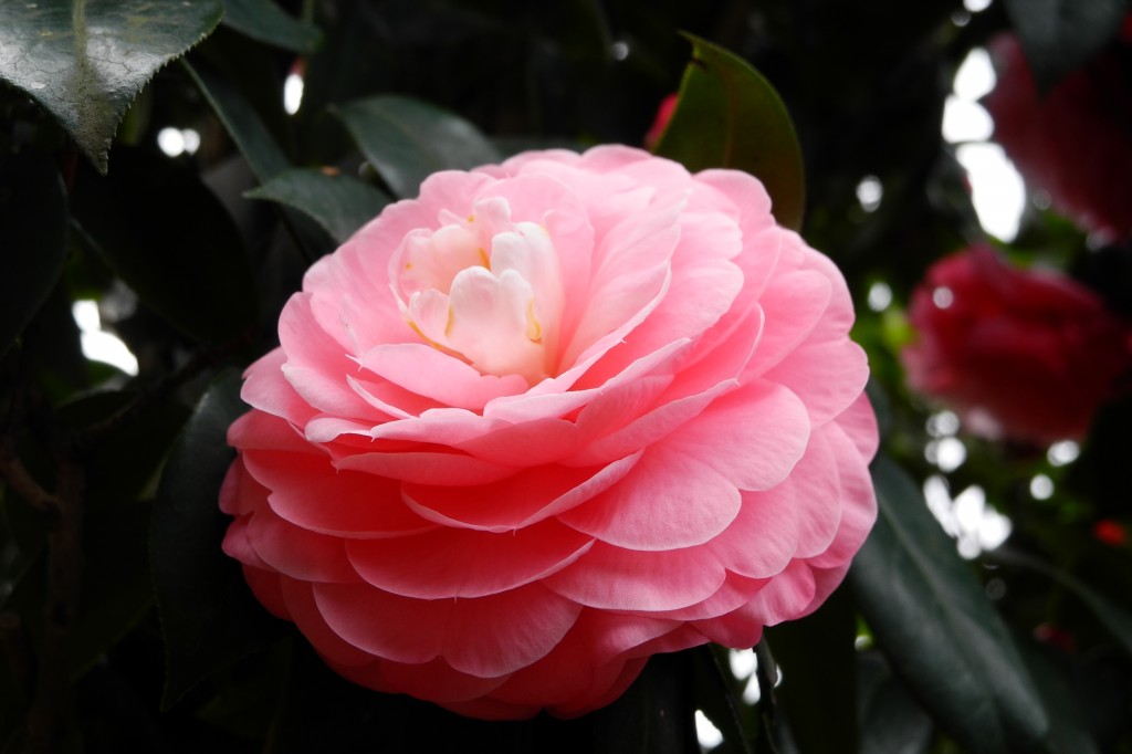 http://i.dcview.tw/gallery/201203/7828bc2b26fde23d74ddbeee695715f8.jpg