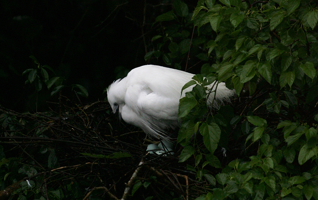 http://i.dcview.tw/gallery/201203/7b35d45bc2cd9ad583dc7fe2d1946be9.jpg