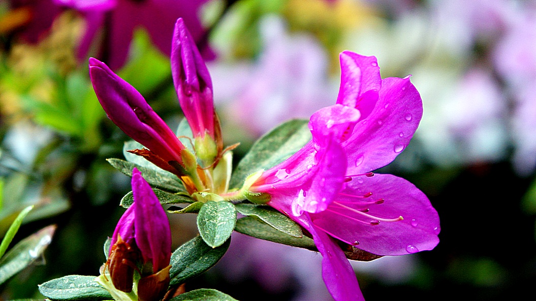 http://i.dcview.tw/gallery/201203/8c4c340e718455af7fb636940f4600c1.jpg