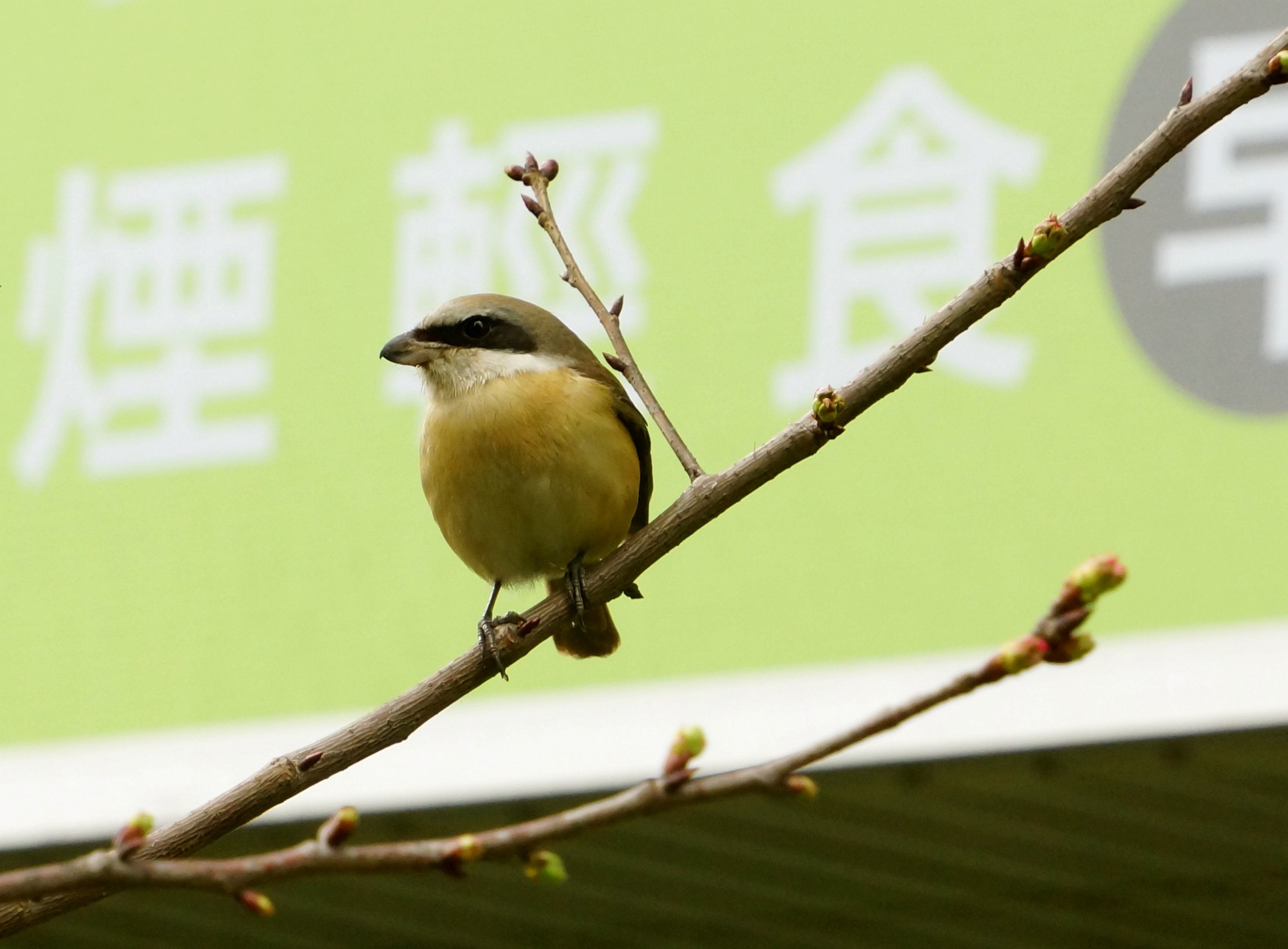 http://i.dcview.tw/gallery/201203/8d4dd43ba22f7b19f21c68f208f87384.jpg