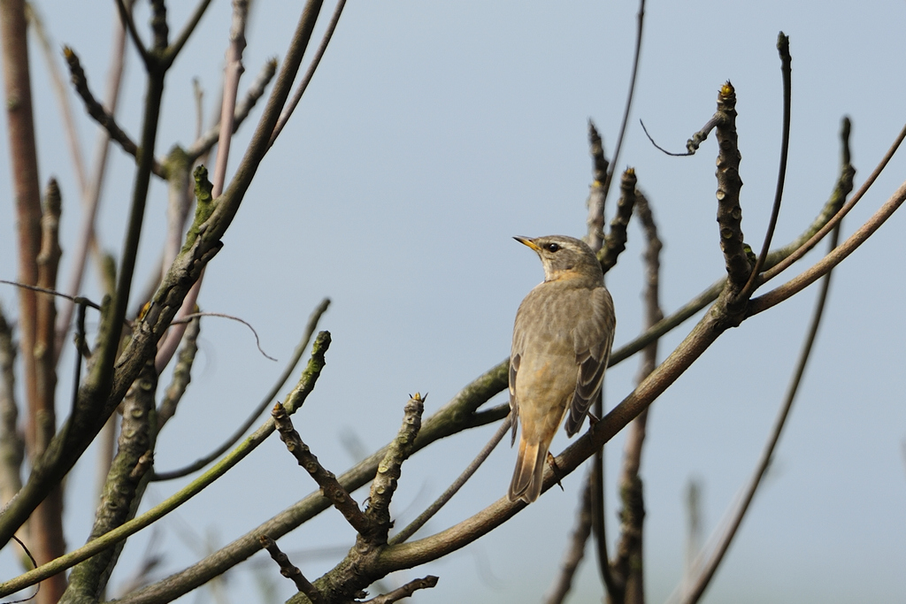 http://i.dcview.tw/gallery/201203/9049f7dd769d2d266171c55f3da11110.jpg