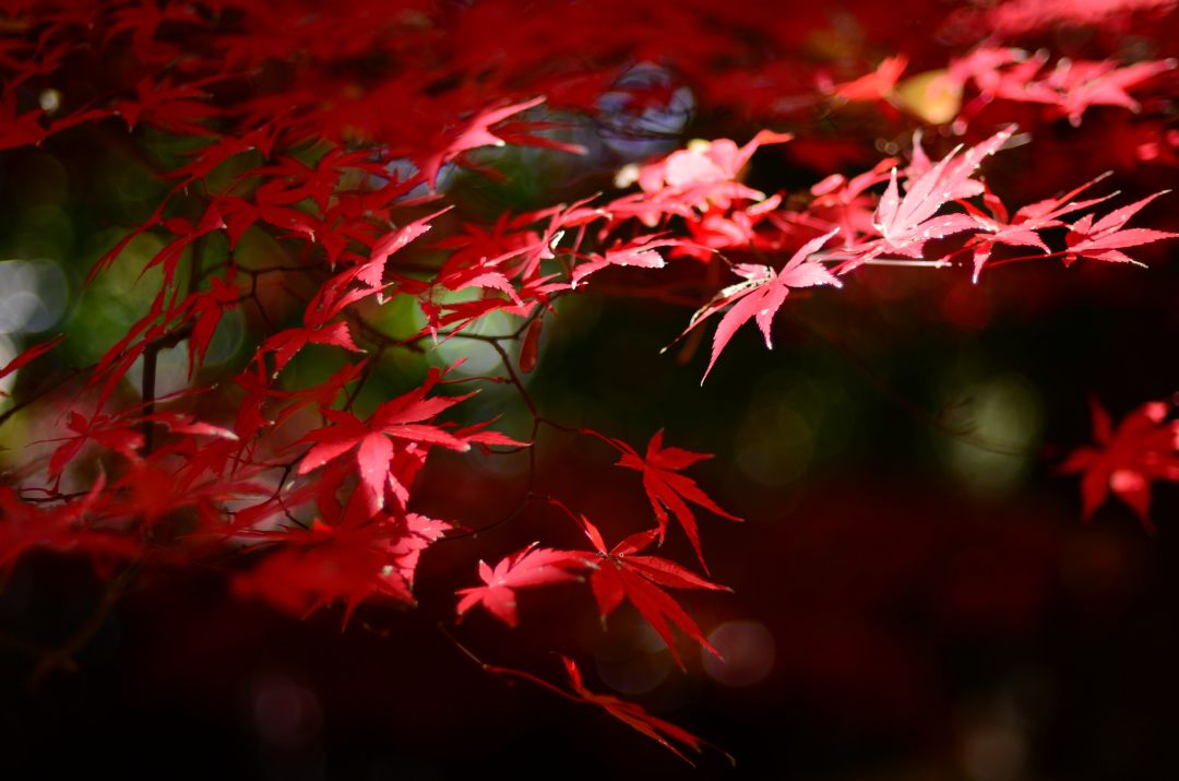 http://i.dcview.tw/gallery/201203/92800b13e1867f327862bf44a0f7030d.jpg
