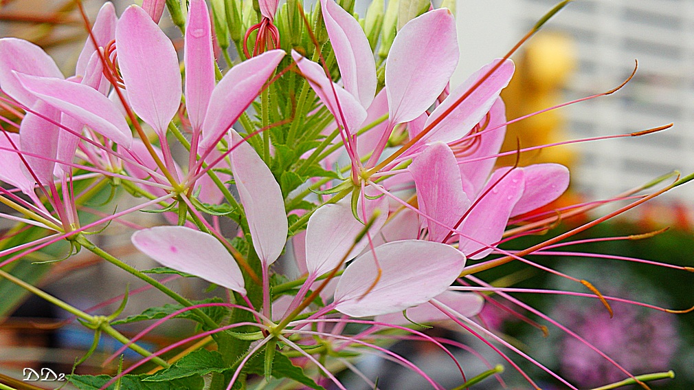 http://i.dcview.tw/gallery/201203/982df482747b9c43f53abc9533fd3d2d.jpg