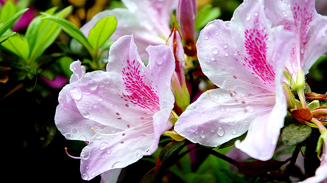 http://i.dcview.tw/gallery/201203/9df825e1fa2c6831e6094cd30f427bfd.jpg