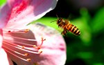 杜鵑花蜂