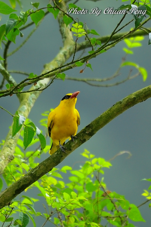 http://i.dcview.tw/gallery/201203/a3399f247bd1985f4cf5f635851b37c6.jpg