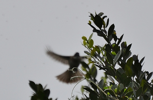 http://i.dcview.tw/gallery/201203/a60c18816bc4c85a6689a49420a64297.jpg